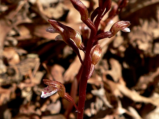 {Corallorhiza wisteriana}